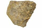 Dinosaur (Triceratops) Frill Shield Section - Montana #330194-1